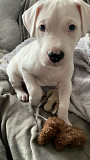 (Tomkingskennel)— Dogo argentino full breed from Cardiff