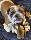 (TomKingsKennel) English full breed from Athens