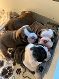 (TomKingsKennel) English full breed from Athens