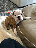 (TomKingsKennel) English full breed from Athens