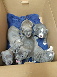 (TomKingsKennel)— Bully Breed Original from Dallas