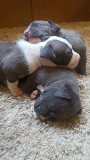 (TomKingsKennel)— Bully Breed Original from Dallas