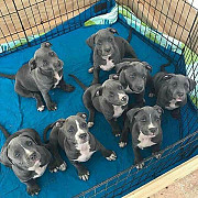 (TomKingsKennel)— Bully Breed Original from Dallas