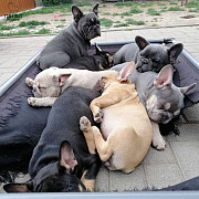 (TomKingsKennel)— Bully Breed Original from Dallas