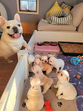 (TomKingsKennel)— French-Bulldog- Original Breed. from Jackson
