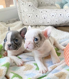 (TomKingsKennel)— French-Bulldog- Original Breed. from Jackson