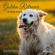 Golden Retriever Tennessee: Companions Bred for Heart, Home, and Harmony Nashville
