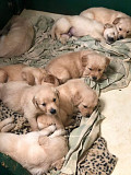(TomKingsKennel)— Great-Pyreeness pupp from East Saint Louis