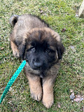 (TomKingsKennel)— Leonberger-Dog-pupp from London
