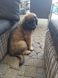 (TomKingsKennel)— Leonberger-Dog-pupp from London