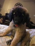 (TomKingsKennel)— Leonberger-Dog-pupp from London