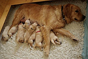 (TomKingsKennel)— Great pyreeness Pupp from Cardiff