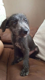 (TomKingsKennel)—Irish wolfhound original pupp from Albuquerque