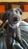 (TomKingsKennel)—Irish wolfhound original pupp from Albuquerque