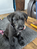 (TomKingsKennel)—Irish wolfhound original pupp from Albuquerque
