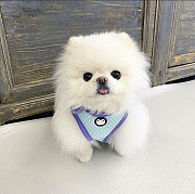 Pomeranian puppy from Denver