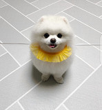 Pomeranian puppy from Denver