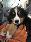 (TOMKINGSKENNEL) Bernese mountain from Detroit
