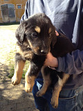(TOMKINGSKENNEL) Hovawart Original pupp from New Orleans