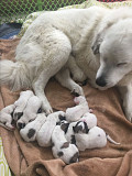 (TomKingsKennel) Kovsaz original puppy @ lowest rate from Orangevale