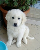 (TomKingsKennel) Kovsaz original puppy @ lowest rate from Orangevale