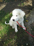 (TomKingsKennel) Kovsaz original puppy @ lowest rate from Orangevale