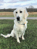 Golden Retrievers Tennessee: Raised with Heart, Health, and Heritage Nashville