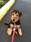(TomKingsKennel) Otterhound Pupp Original from Delaware