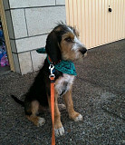 (TomKingsKennel) Otterhound Pupp Original from Delaware