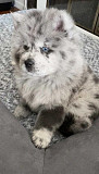 (TomKingsKennel)——Chow-Chow Original pupp from Indianapolis