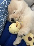 (TomKingsKennel)——Chow-Chow Original pupp from Indianapolis
