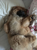 (TomKingsKennel)——Chow-Chow Original pupp from Indianapolis