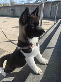 (TomKingsKennel)——Akita Original Puppies* from Kansas City
