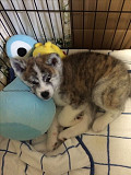 (TomKingsKennel)——Akita Original Puppies* from Kansas City