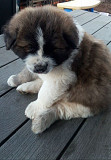 (TomKingsKennel)——Akita Original Puppies* from Kansas City