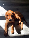 (TomKingsKennel)—Irish Setter Original Puppies  from Columbus
