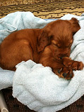 (TomKingsKennel)—Irish Setter Original Puppies  from Columbus