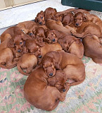 (TomKingsKennel)—Irish Setter Original Puppies  from Columbus