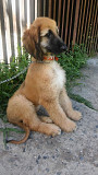 (TomKingsKennel)——Afghan Hound Original breed from Idaho Falls