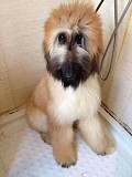 (TomKingsKennel)——Afghan Hound Original breed from Idaho Falls