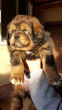 (TomKingsKennel)——Caucasian Shepherd Puppies from Boca Del Mar