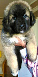 (TomKingsKennel)——Caucasian Shepherd Puppies from Boca Del Mar