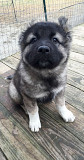 (TomKingsKennel)——Caucasian Shepherd Puppies from Boca Del Mar