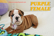 Amazing english bulldog puppies from Augusta