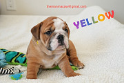 Amazing english bulldog puppies from Augusta