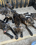 (TomKingsKennel)—— Cane corso original pupps from Orange