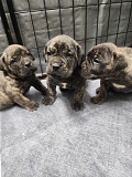 (TomKingsKennel)—— Cane corso original pupps from Orange