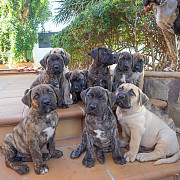 (TomKingsKennel)—— Cane corso original pupps from Orange