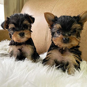 MALE AND FEMALE TEACUP YORKIES PUPPIES FOR ADOPTION from Denver