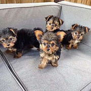 TEACUP YORKIES PUPPIES FOR ADOPTION from Augusta
